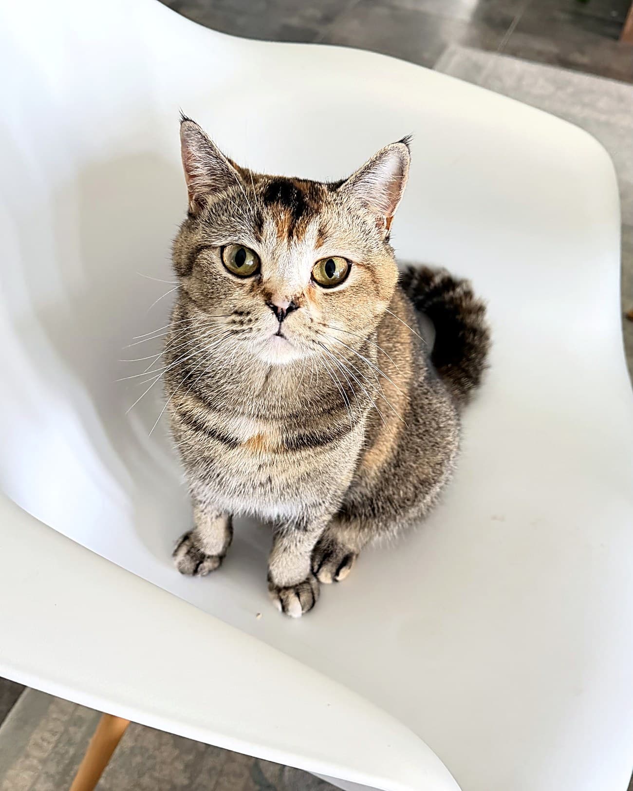 Tabby cat looking up, cared for at home