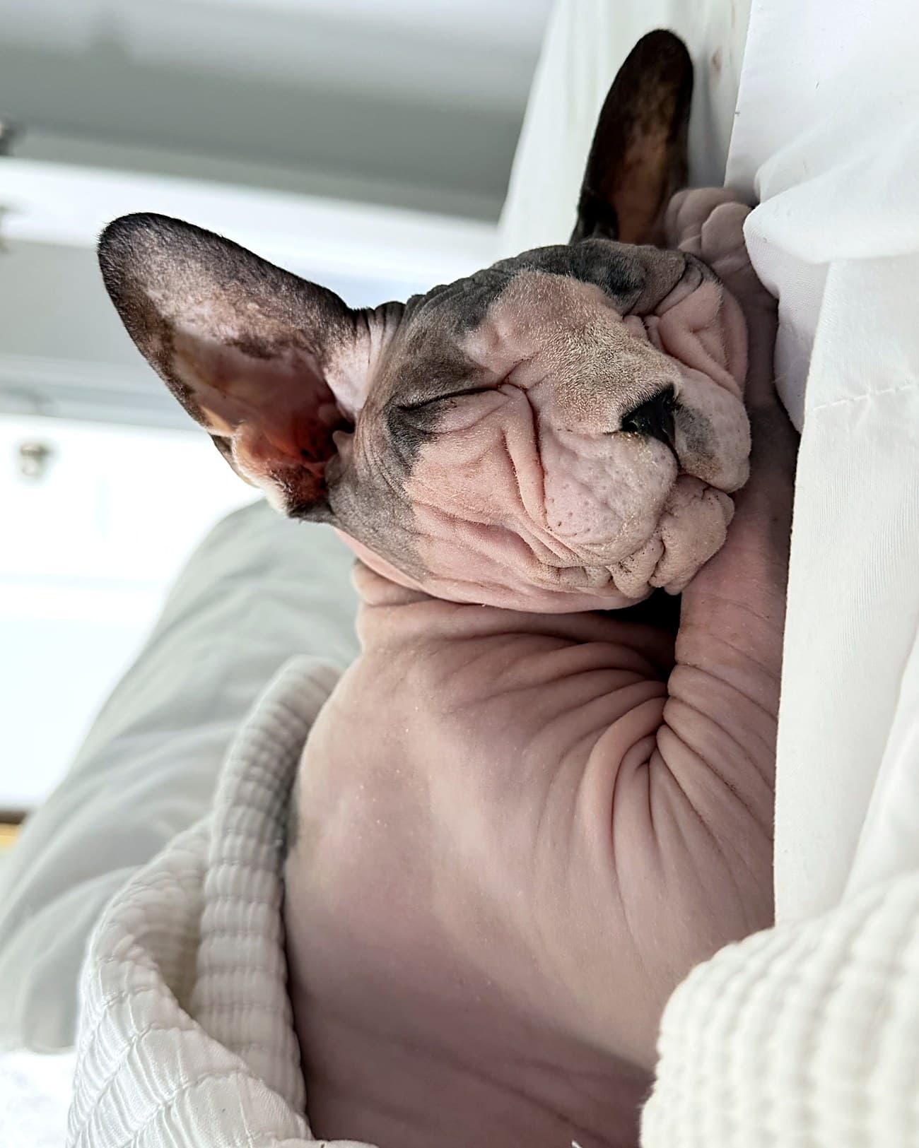 Sphynx cat napping in a sitter's arms