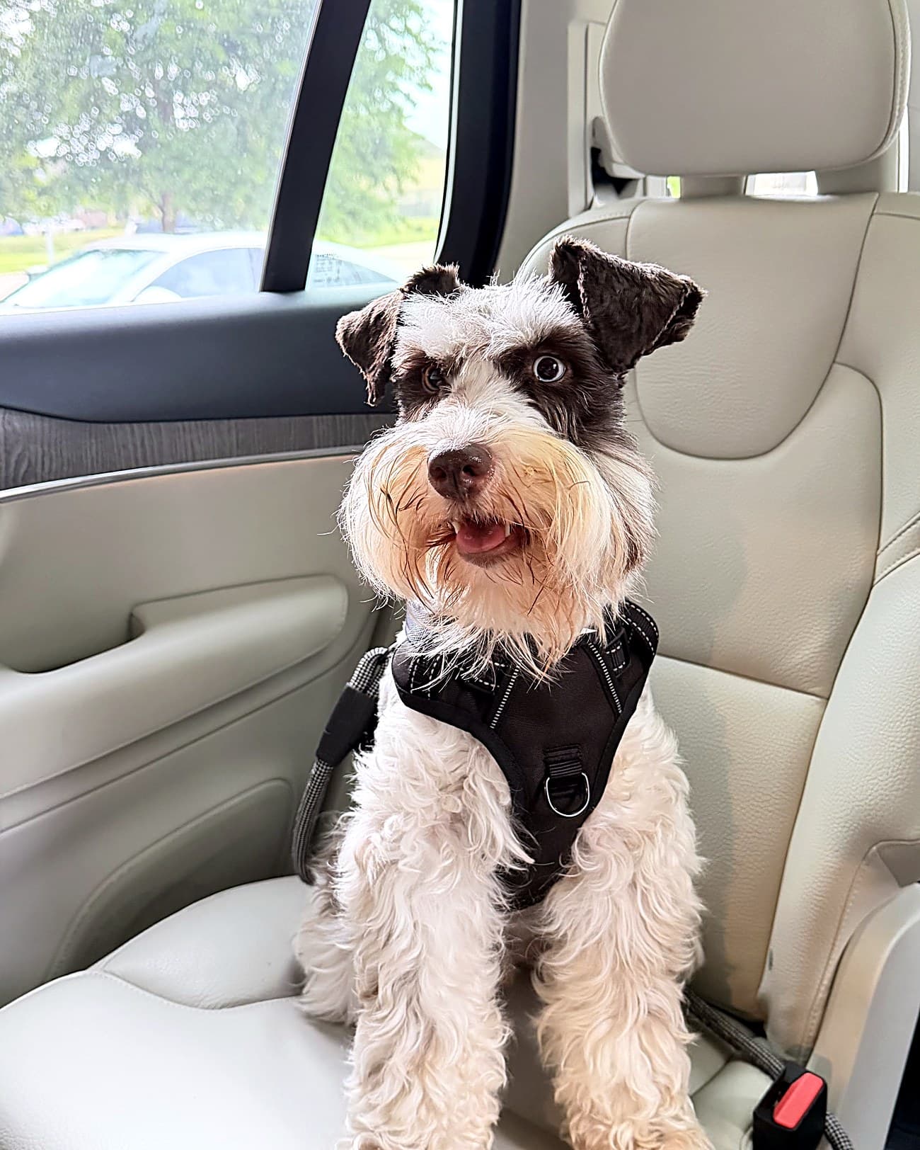 Schnauzer riding along, happy and relaxed