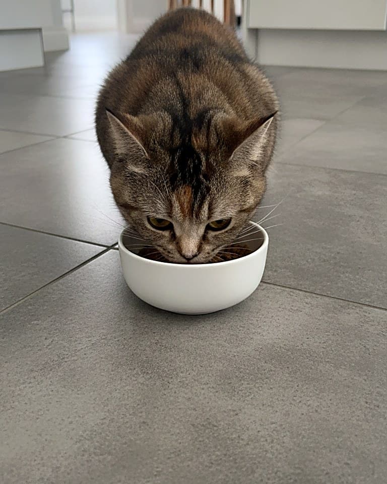 A cat enjoying mealtime