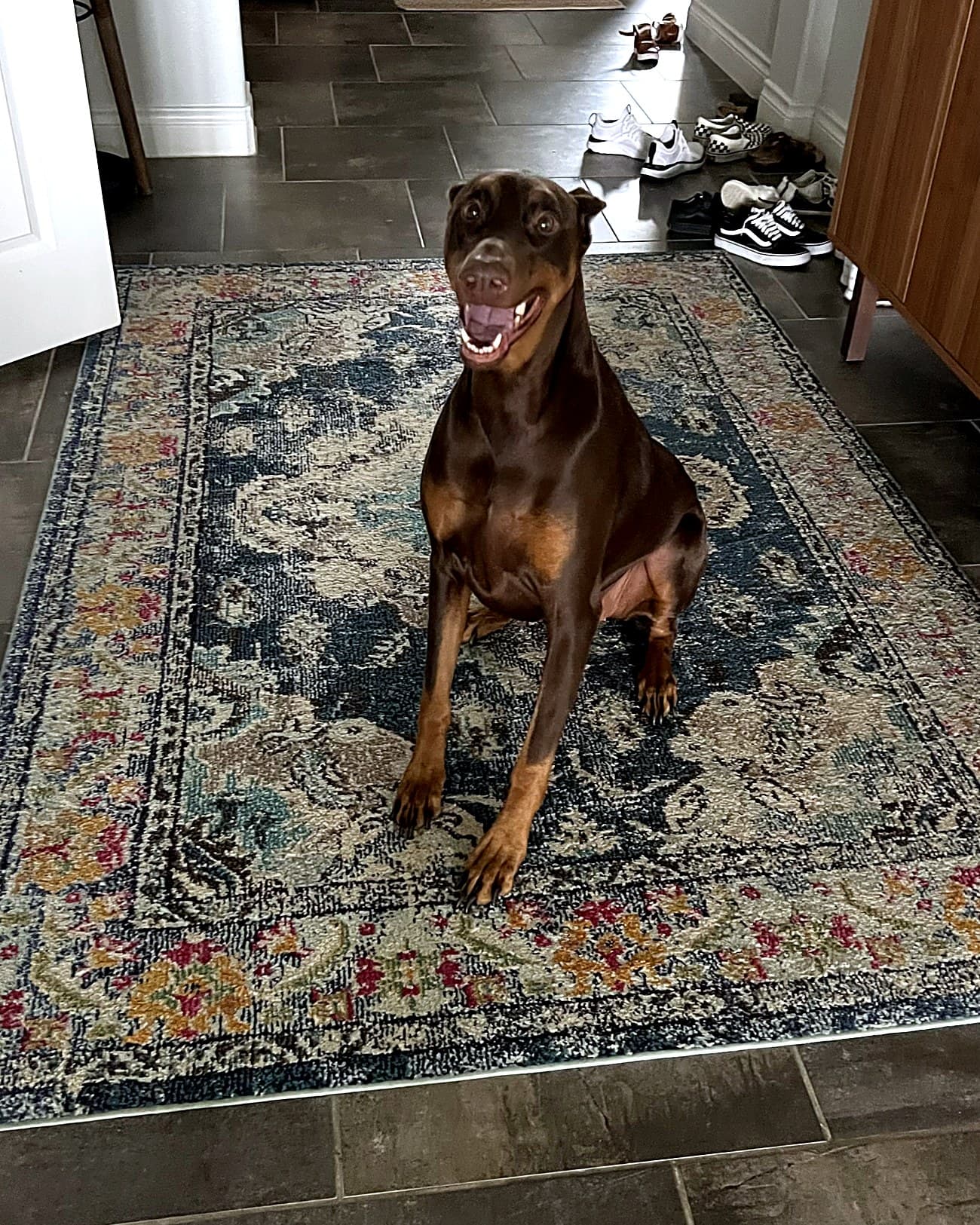 Smiling Doberman at home