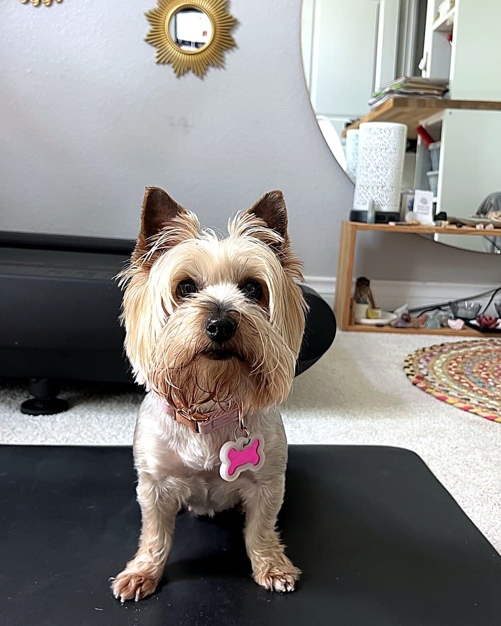 Yorkshire terrier