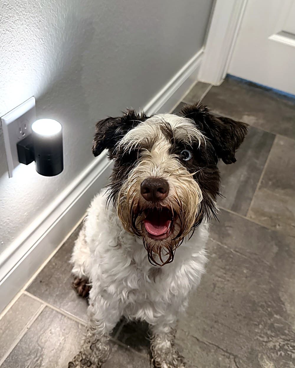 Parti-color terrier