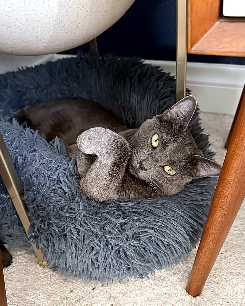 Blue-grey cat curled up cozy