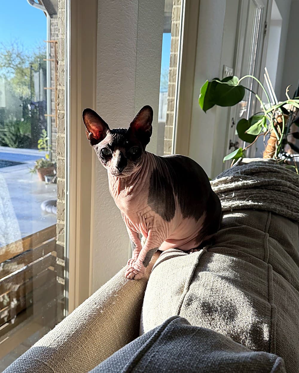 Sphynx cat relaxing