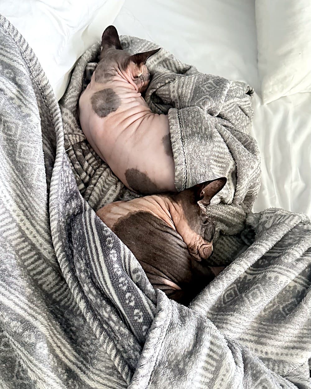 Two Sphynx cats snuggled together