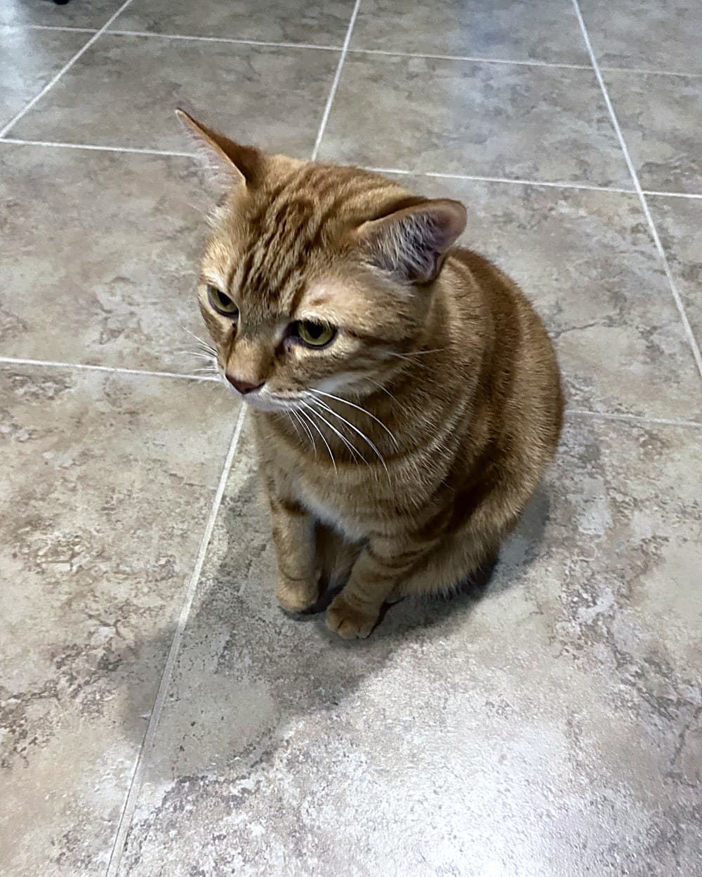 Orange tabby cat
