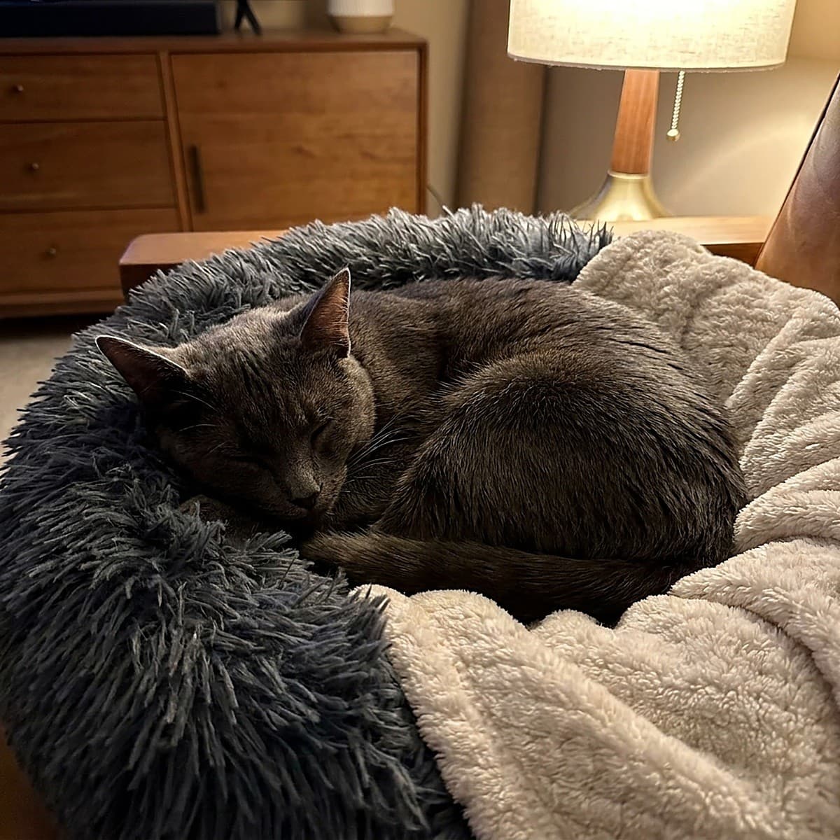 Overnight Boarding — Paws & Devotion Pet Care